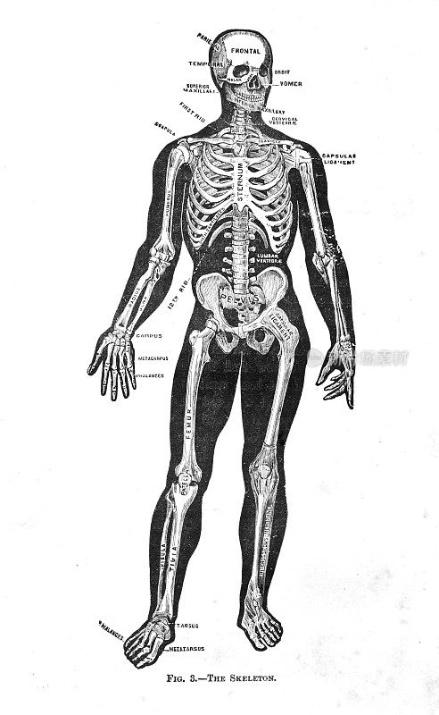 古董医学插图|皮肤和骨头